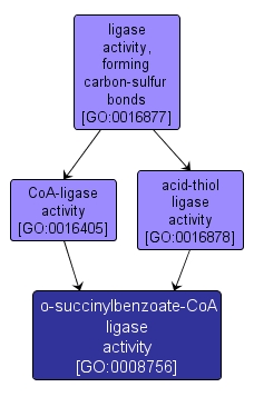 GO:0008756 - o-succinylbenzoate-CoA ligase activity (interactive image map)