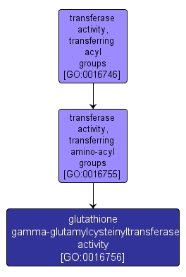 GO:0016756 - glutathione gamma-glutamylcysteinyltransferase activity (interactive image map)