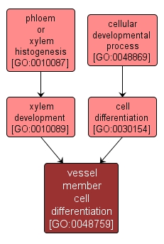 GO:0048759 - vessel member cell differentiation (interactive image map)