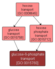 GO:0015760 - glucose-6-phosphate transport (interactive image map)