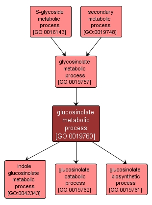 GO:0019760 - glucosinolate metabolic process (interactive image map)