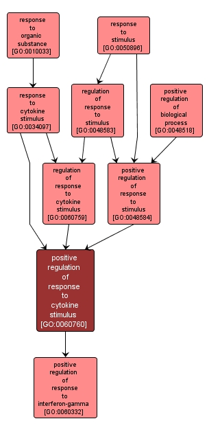 GO:0060760 - positive regulation of response to cytokine stimulus (interactive image map)