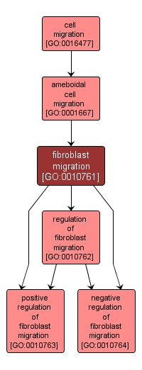 GO:0010761 - fibroblast migration (interactive image map)