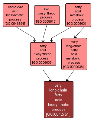 GO:0042761 - very long-chain fatty acid biosynthetic process (interactive image map)