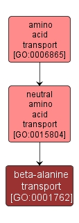GO:0001762 - beta-alanine transport (interactive image map)