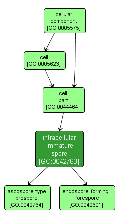 GO:0042763 - intracellular immature spore (interactive image map)