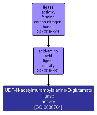 GO:0008764 - UDP-N-acetylmuramoylalanine-D-glutamate ligase activity (interactive image map)