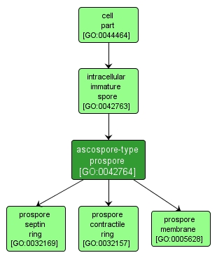 GO:0042764 - ascospore-type prospore (interactive image map)