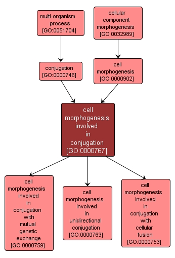GO:0000767 - cell morphogenesis involved in conjugation (interactive image map)