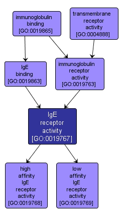GO:0019767 - IgE receptor activity (interactive image map)