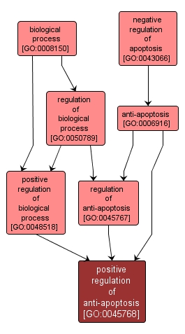 GO:0045768 - positive regulation of anti-apoptosis (interactive image map)