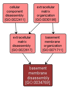 GO:0034769 - basement membrane disassembly (interactive image map)