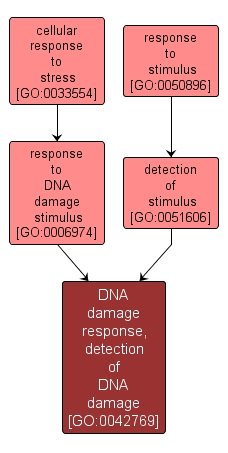GO:0042769 - DNA damage response, detection of DNA damage (interactive image map)