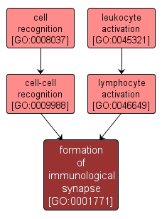 GO:0001771 - formation of immunological synapse (interactive image map)