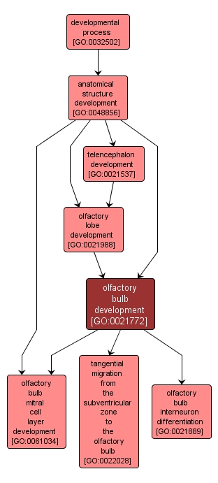 GO:0021772 - olfactory bulb development (interactive image map)