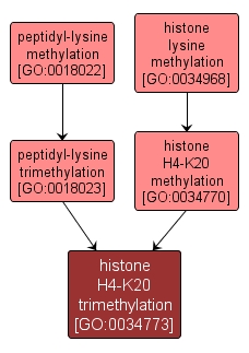 GO:0034773 - histone H4-K20 trimethylation (interactive image map)