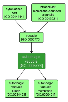 GO:0005776 - autophagic vacuole (interactive image map)