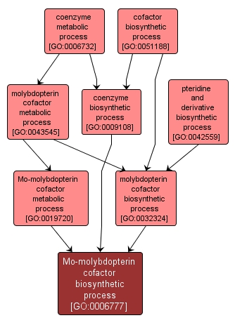 GO:0006777 - Mo-molybdopterin cofactor biosynthetic process (interactive image map)