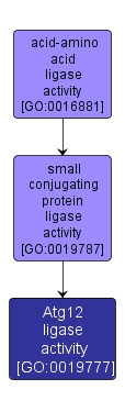 GO:0019777 - Atg12 ligase activity (interactive image map)