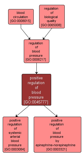 GO:0045777 - positive regulation of blood pressure (interactive image map)