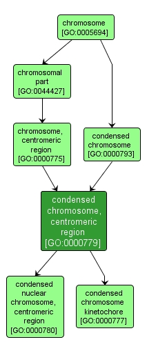 GO:0000779 - condensed chromosome, centromeric region (interactive image map)