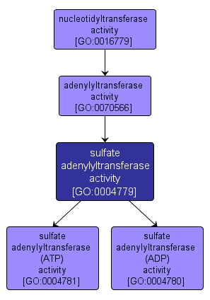 GO:0004779 - sulfate adenylyltransferase activity (interactive image map)