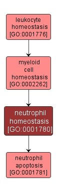 GO:0001780 - neutrophil homeostasis (interactive image map)