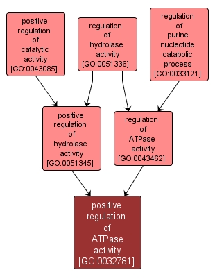GO:0032781 - positive regulation of ATPase activity (interactive image map)