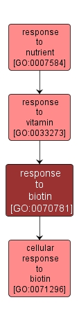 GO:0070781 - response to biotin (interactive image map)