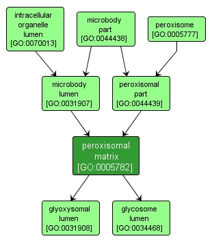 GO:0005782 - peroxisomal matrix (interactive image map)