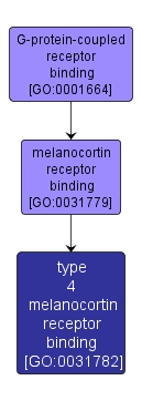 GO:0031782 - type 4 melanocortin receptor binding (interactive image map)