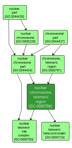 GO:0000784 - nuclear chromosome, telomeric region (interactive image map)