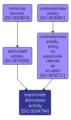 GO:0004784 - superoxide dismutase activity (interactive image map)