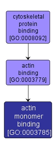 GO:0003785 - actin monomer binding (interactive image map)