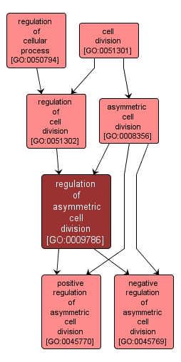 GO:0009786 - regulation of asymmetric cell division (interactive image map)