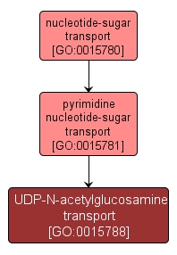 GO:0015788 - UDP-N-acetylglucosamine transport (interactive image map)