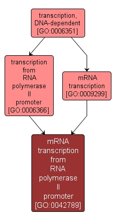 GO:0042789 - mRNA transcription from RNA polymerase II promoter (interactive image map)