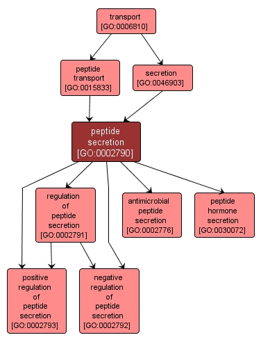 GO:0002790 - peptide secretion (interactive image map)