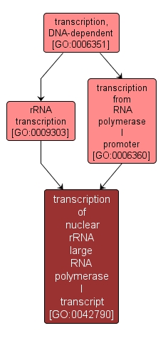 GO:0042790 - transcription of nuclear rRNA large RNA polymerase I transcript (interactive image map)