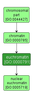 GO:0000791 - euchromatin (interactive image map)