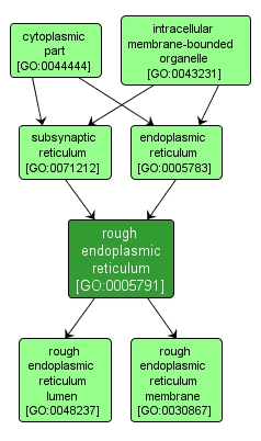 GO:0005791 - rough endoplasmic reticulum (interactive image map)