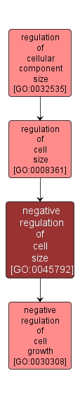 GO:0045792 - negative regulation of cell size (interactive image map)