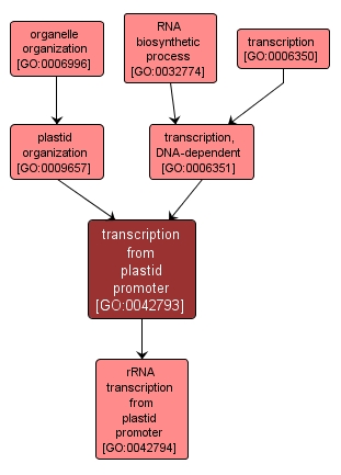 GO:0042793 - transcription from plastid promoter (interactive image map)