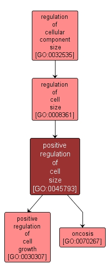 GO:0045793 - positive regulation of cell size (interactive image map)