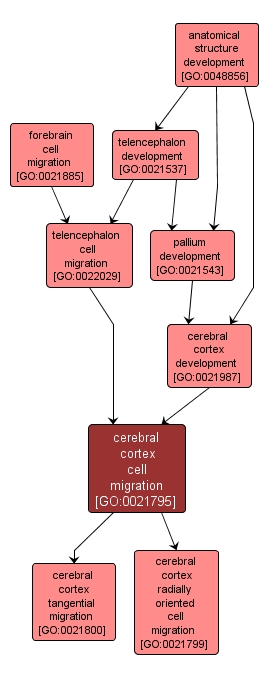GO:0021795 - cerebral cortex cell migration (interactive image map)