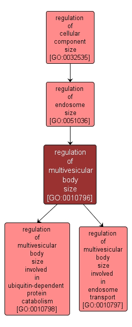 GO:0010796 - regulation of multivesicular body size (interactive image map)