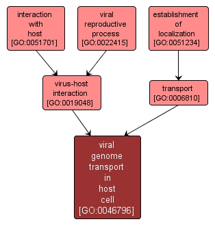 GO:0046796 - viral genome transport in host cell (interactive image map)