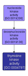 GO:0004797 - thymidine kinase activity (interactive image map)