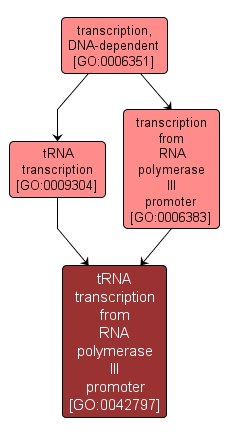 GO:0042797 - tRNA transcription from RNA polymerase III promoter (interactive image map)