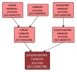 GO:0006798 - polyphosphate catabolic process (interactive image map)